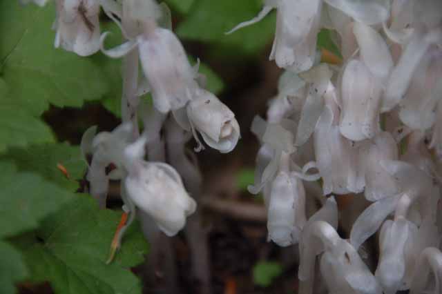 Indian Pipe